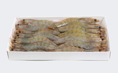 厄瓜多尔Vanoni's 白虾